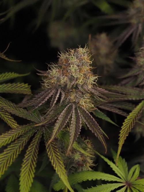 Peach Sunset. Week 12