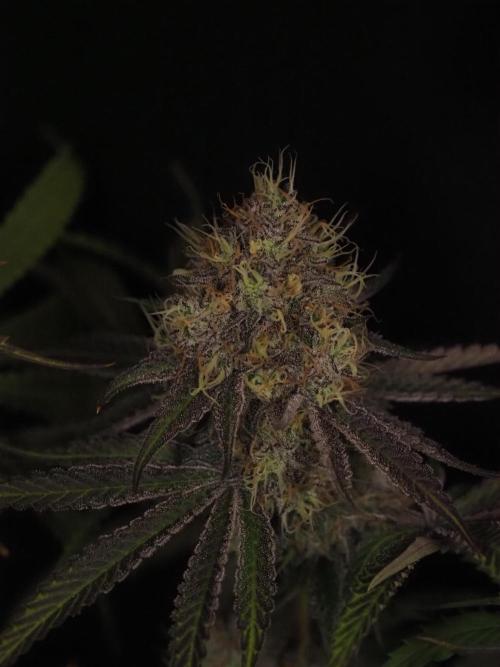 Peach Sunset. Week 12