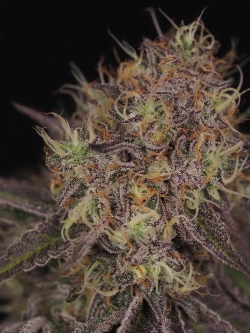 Peach Sunset. Week 12