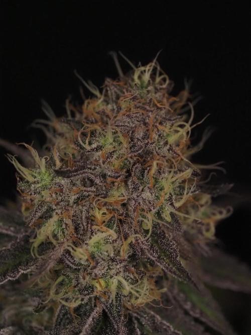 Peach Sunset. Week 12