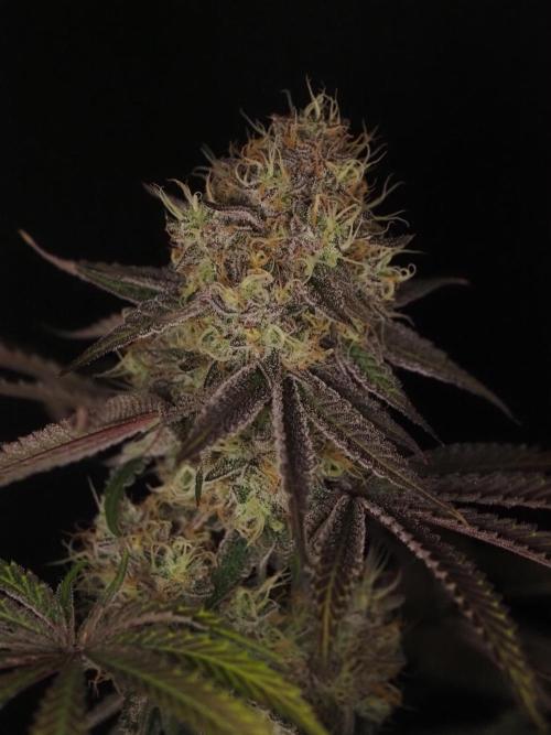 Peach Sunset. Week 12