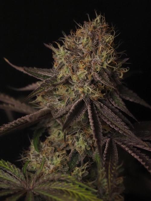 Peach Sunset. Week 12