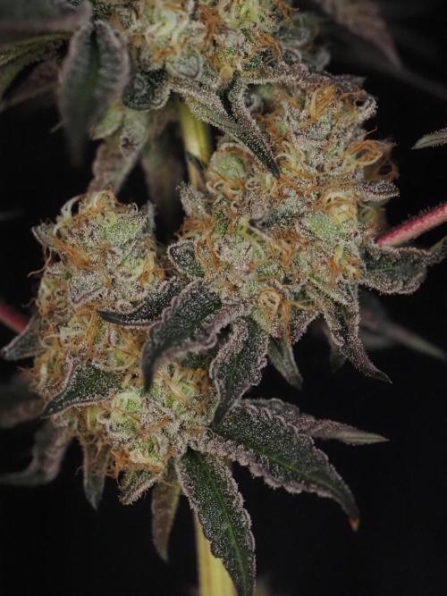 PEACH MOON CAKE. Week 12