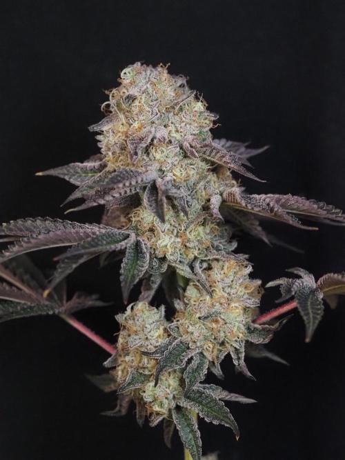 PEACH MOON CAKE. Week 12