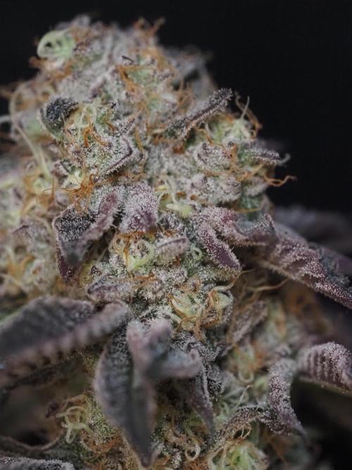 PEACH MOON CAKE. Week 12