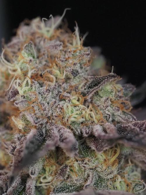 PEACH MOON CAKE. Week 12