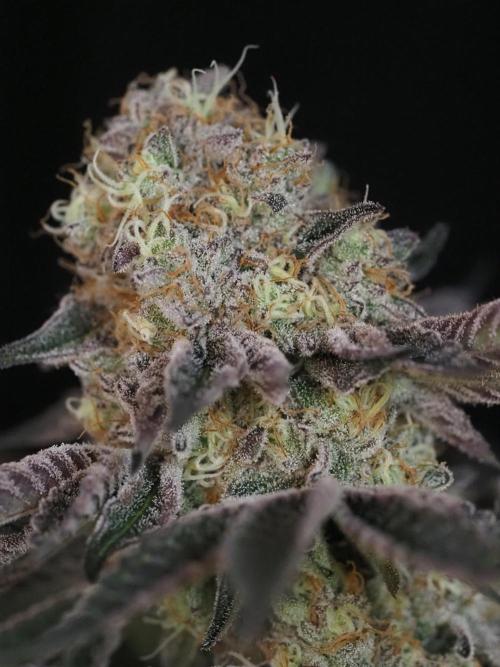 PEACH MOON CAKE. Week 12