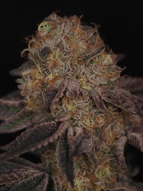 PEACH MOON CAKE. Week 12