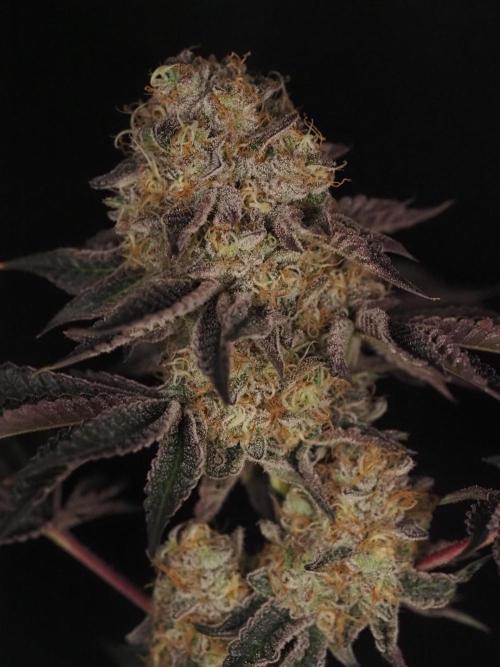 PEACH MOON CAKE. Week 12