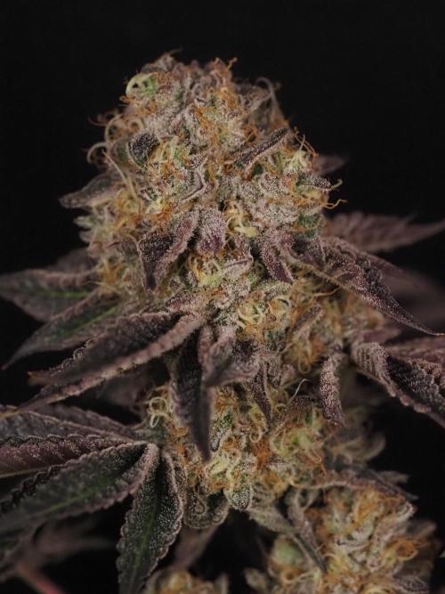 PEACH MOON CAKE. Week 12