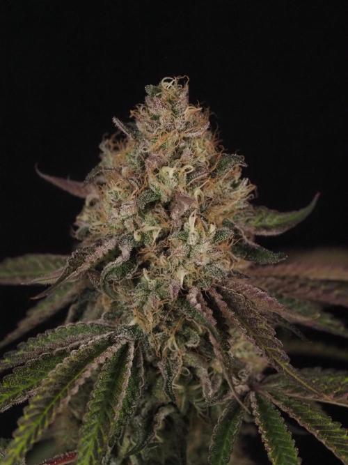 PEACH MOON CAKE. Week 12