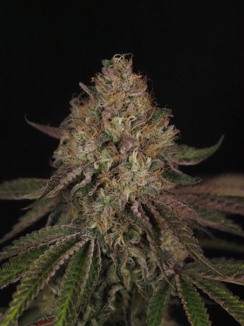 PEACH MOON CAKE. Week 12