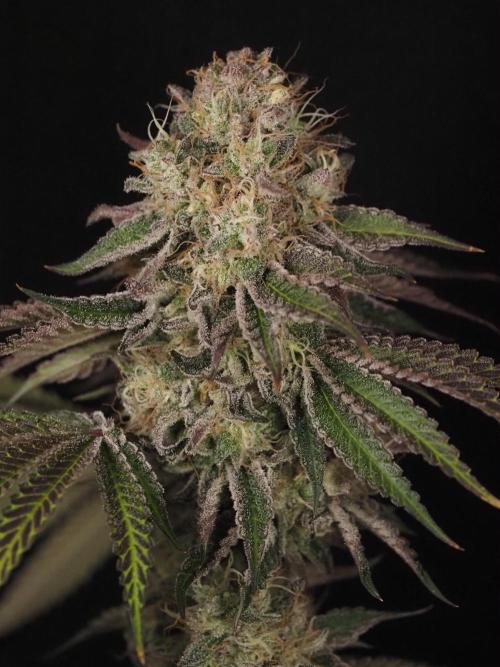 PEACH MOON CAKE. Week 12