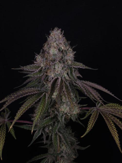 PEACH MOON CAKE. Week 12