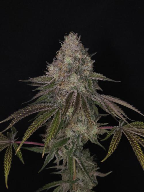 PEACH MOON CAKE. Week 12