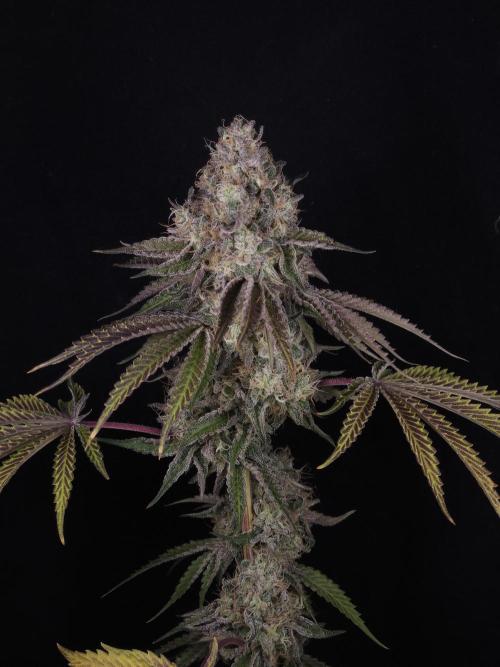 PEACH MOON CAKE. Week 12