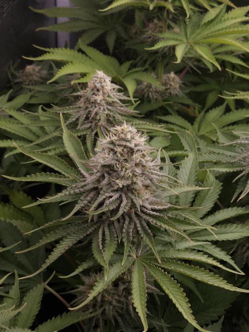 TEST GROW #WorldBreedersLab. Week 10