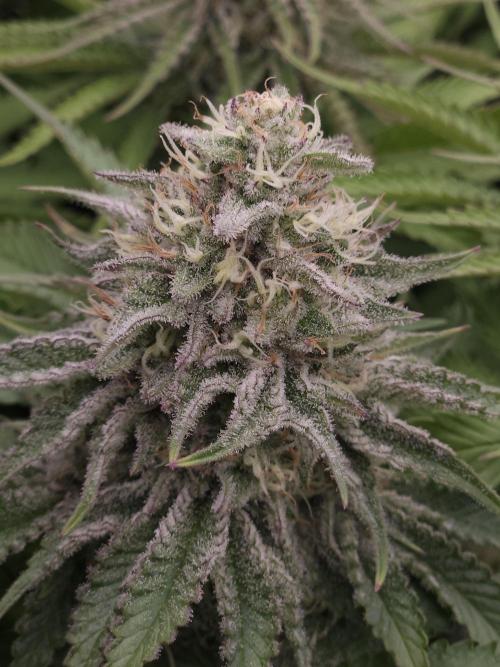 TEST GROW #WorldBreedersLab. Week 10