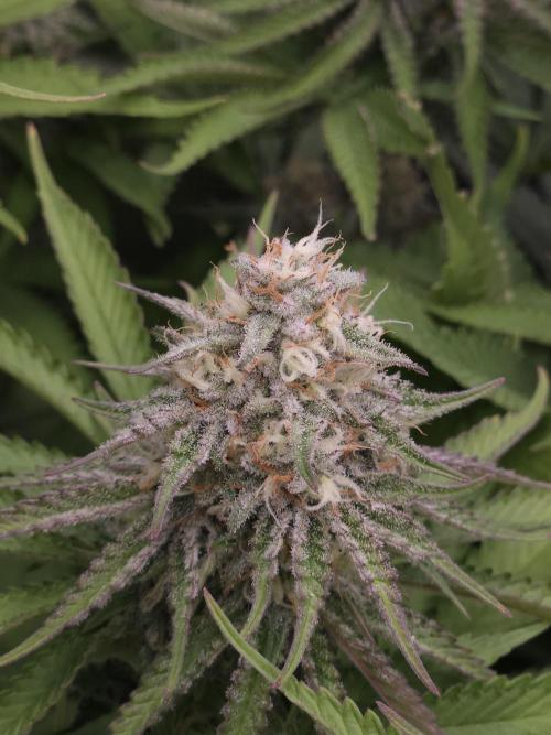 TEST GROW #WorldBreedersLab. Week 10