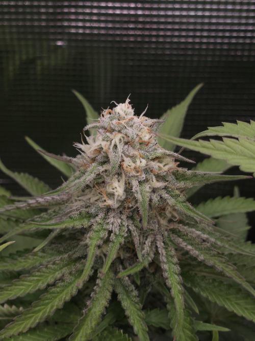 TEST GROW #WorldBreedersLab. Week 10