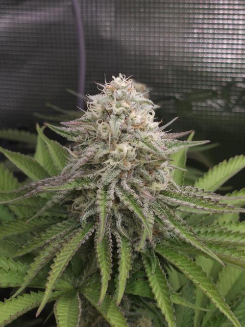 TEST GROW #WorldBreedersLab. Week 10