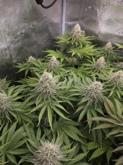 Terra Professional. Week 10