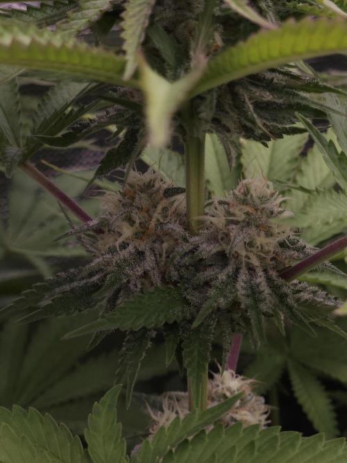 TEST GROW #WorldBreedersLab. Week 10