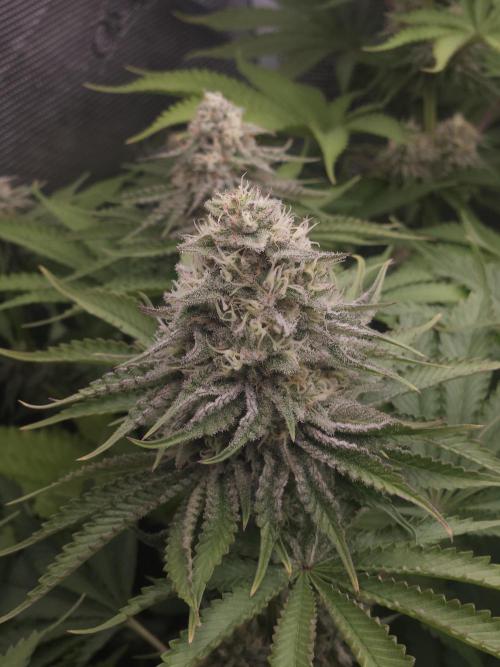 TEST GROW #WorldBreedersLab. Week 10