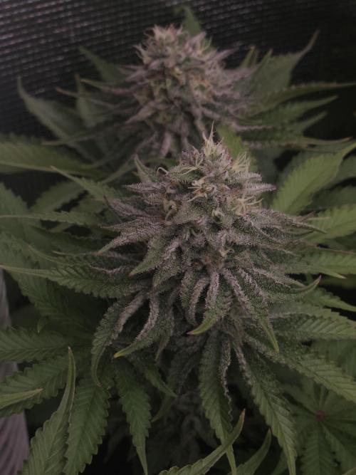 TEST GROW #WorldBreedersLab. Week 10