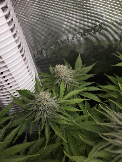 Terra Professional. Week 10