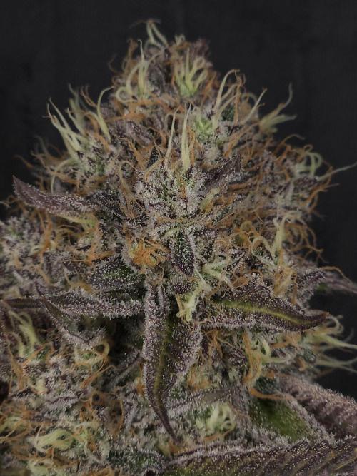 Peach Sunset. Week 13