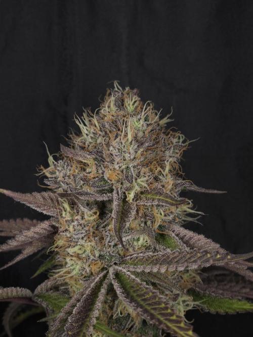 Peach Sunset. Week 13