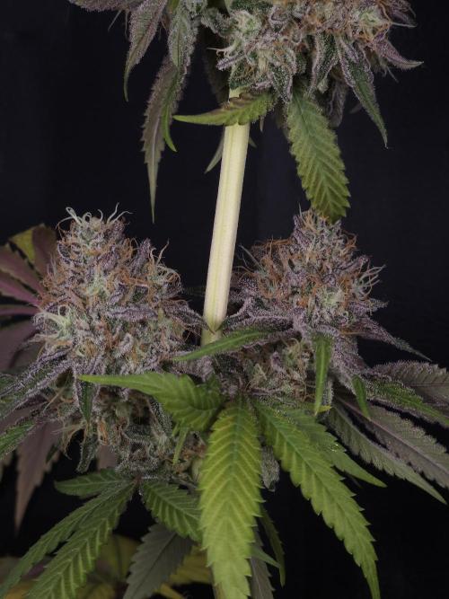 Peach Sunset. Week 13