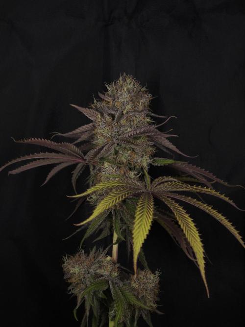 Peach Sunset. Week 13