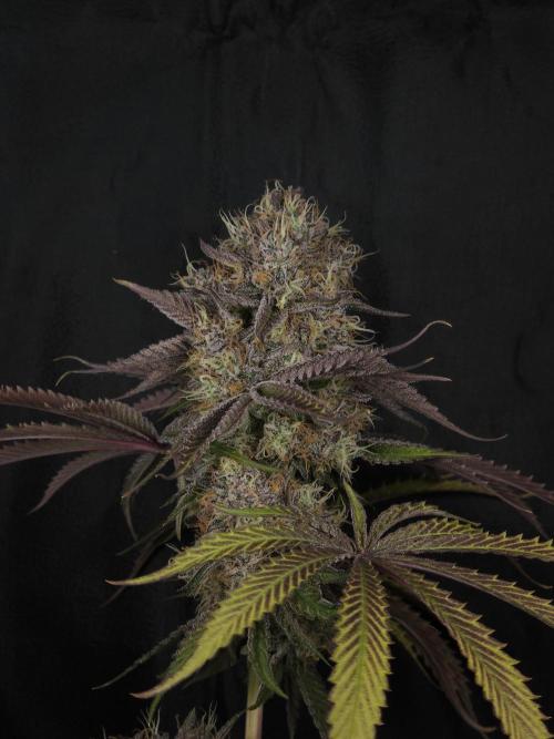Peach Sunset. Week 13