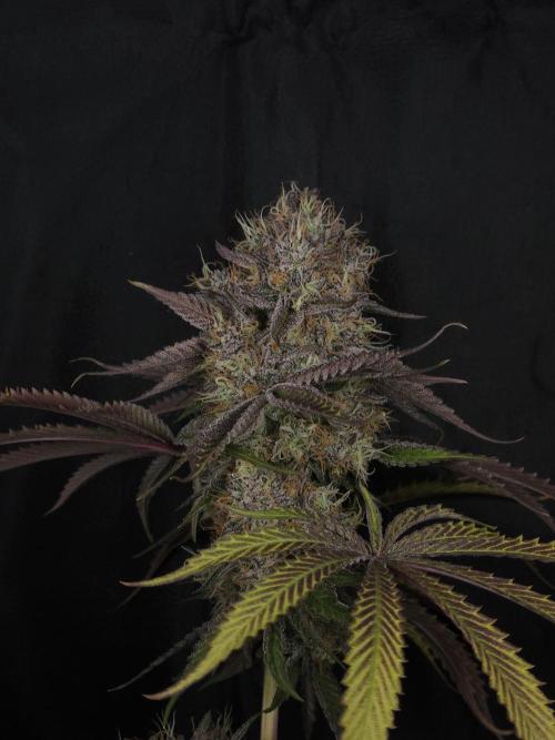 Peach Sunset. Week 13