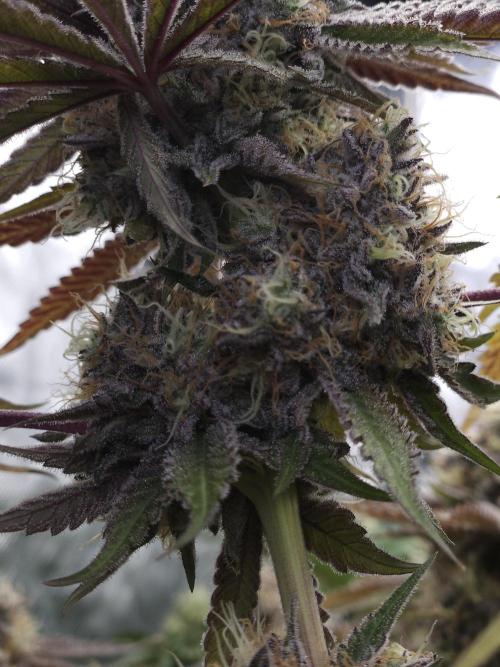 Peach Sunset. Week 13
