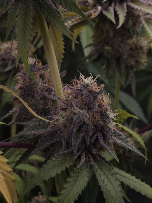 Peach Sunset. Week 13