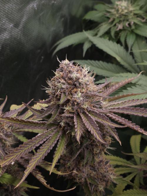 Peach Sunset. Week 13