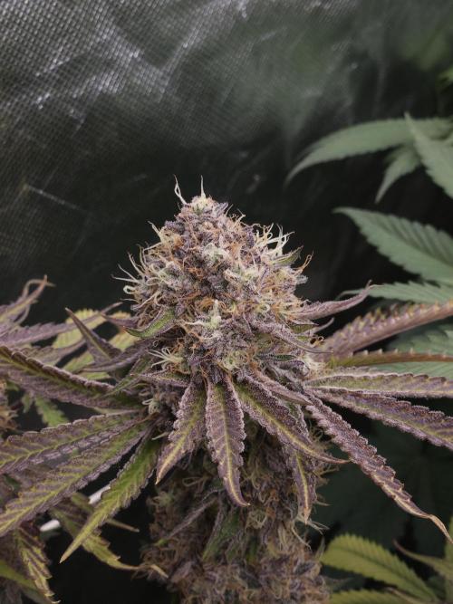Peach Sunset. Week 13