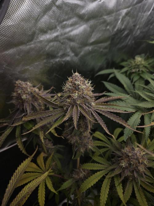 Peach Sunset. Week 13