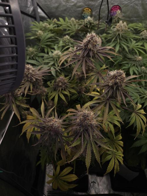 Peach Sunset. Week 13