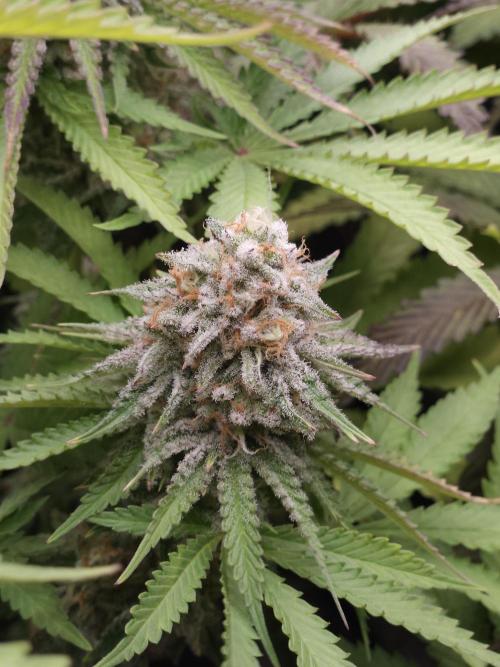 TEST GROW #WorldBreedersLab. Week 12