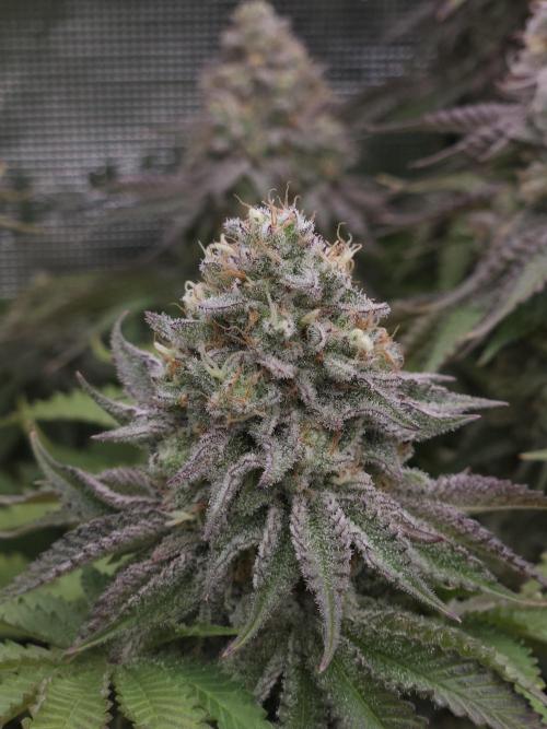 TEST GROW #WorldBreedersLab. Week 12