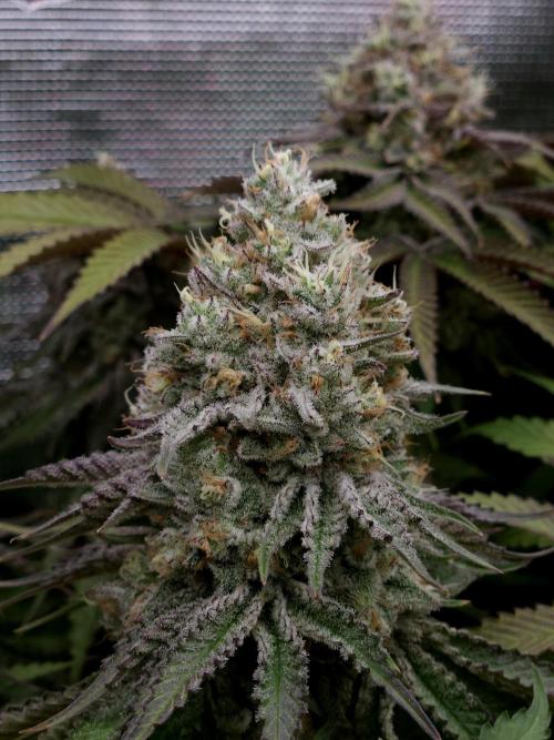 TEST GROW #WorldBreedersLab. Week 12