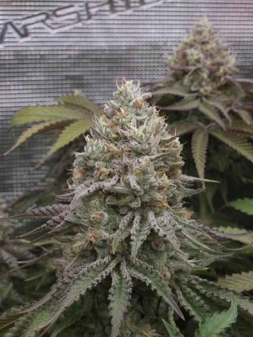 TEST GROW #WorldBreedersLab. Week 12