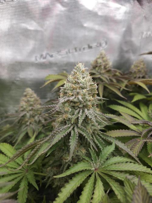 TEST GROW #WorldBreedersLab. Week 12