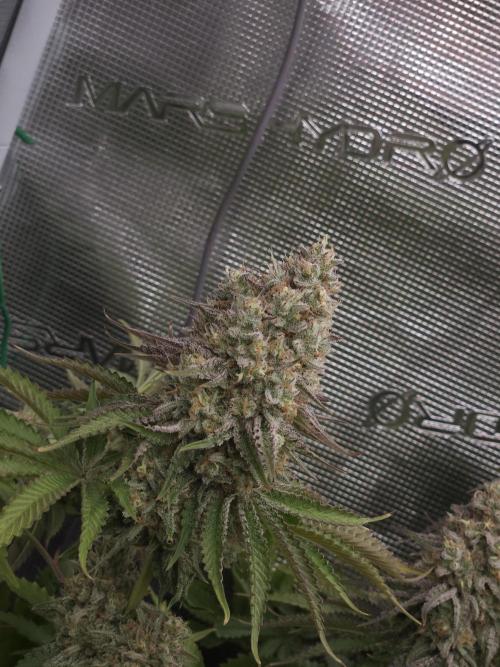 TEST GROW #WorldBreedersLab. Week 12