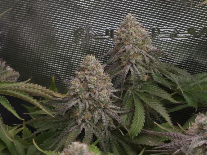 TEST GROW #WorldBreedersLab. Week 12