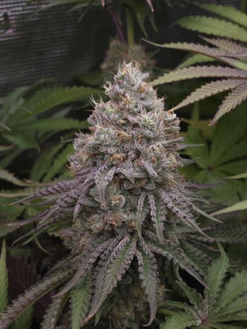 TEST GROW #WorldBreedersLab. Week 12